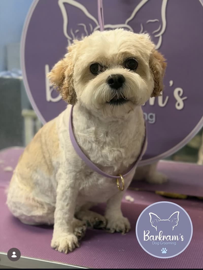 Cream Shih Tzu cross on the grooming table in front of the Barkram's branded backdrop