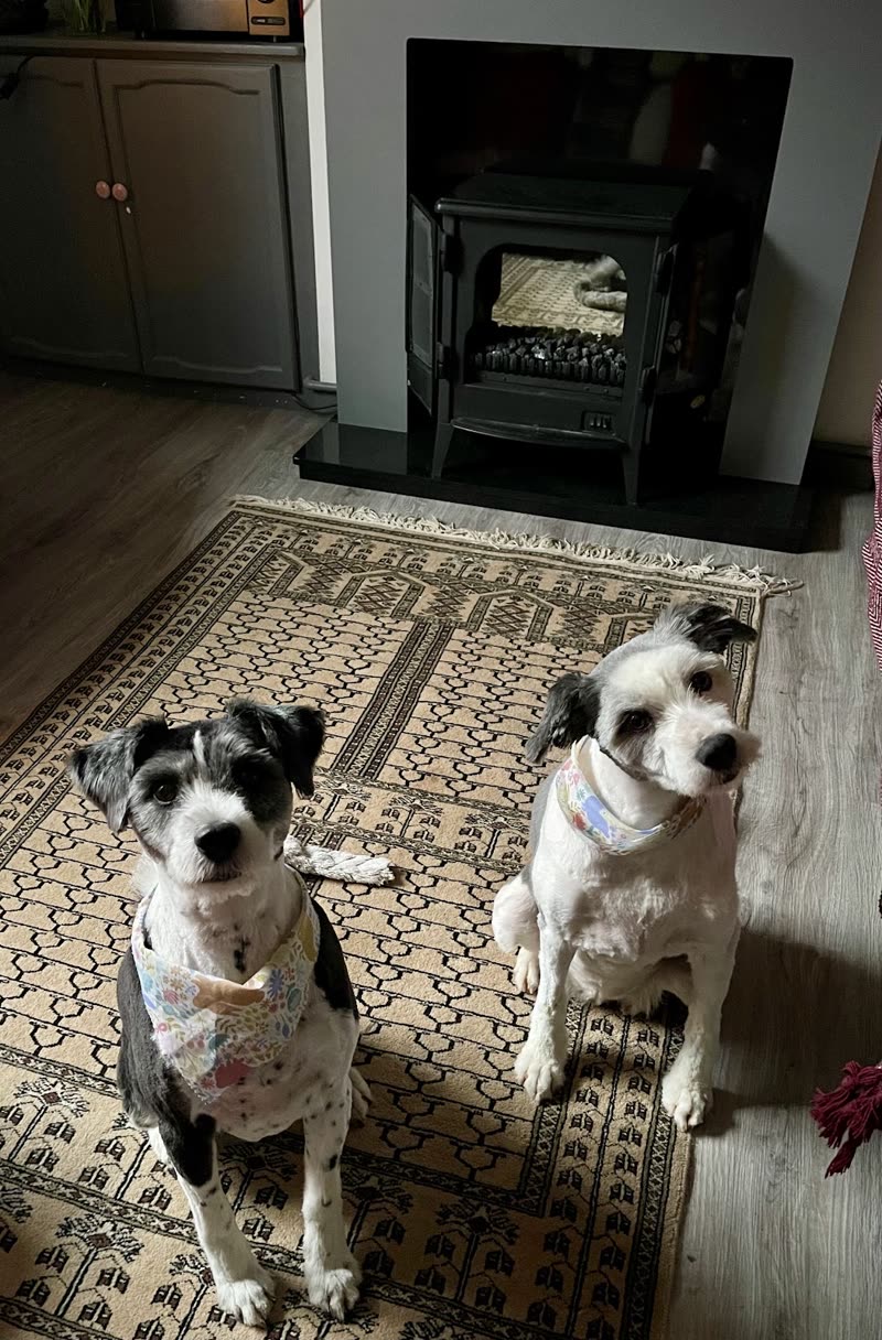 Two scruffy black-and-white terriers in bandanas on a rug beside a wood burner