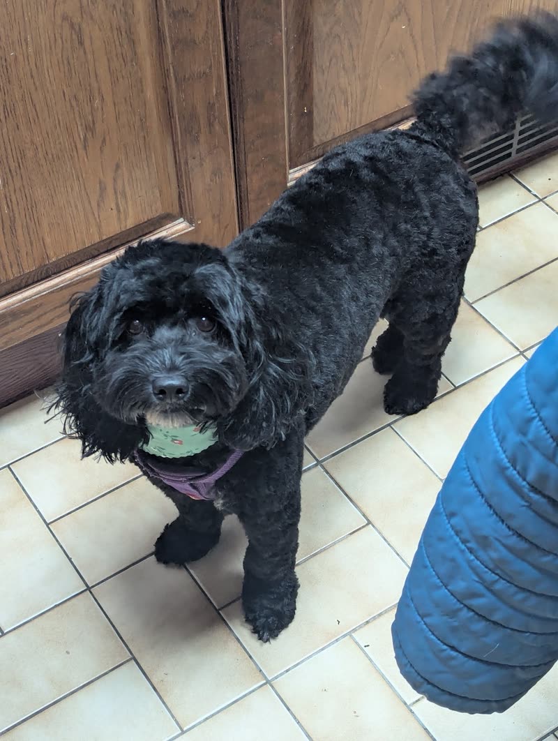 Freshly trimmed black Cockapoo on a kitchen floor with a tennis ball
