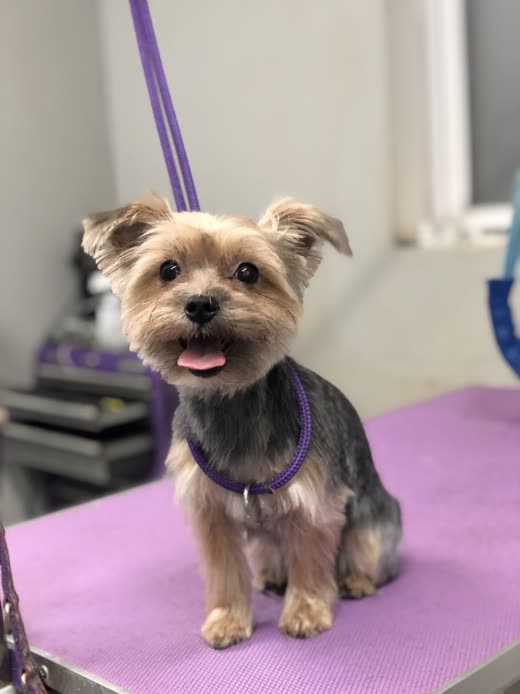 Freshly groomed Yorkshire Terrier standing on a purple grooming table