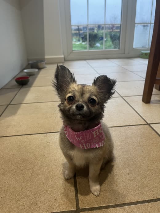 Long-haired Chihuahua in a pink bandana after a groom