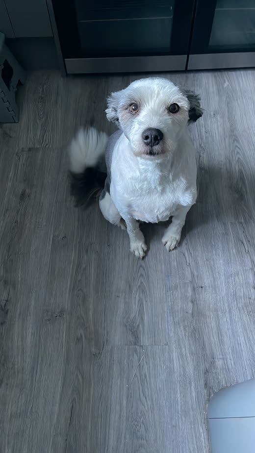 Small white and black terrier sitting on a wooden floor, seen from above
