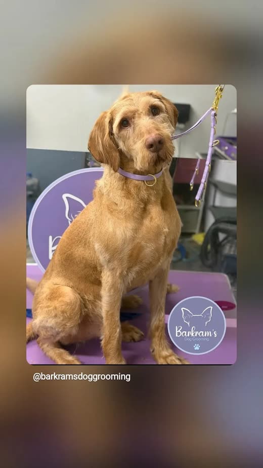 Golden doodle sitting on the grooming table after a full groom